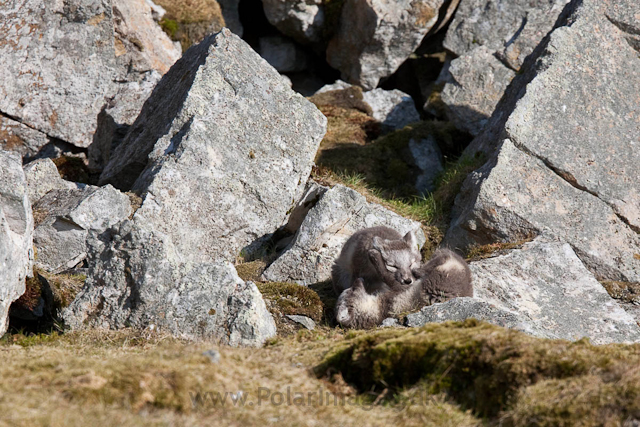 Arctic fox cubs, Ingeborgfjellet 4 August 09_MG_8041