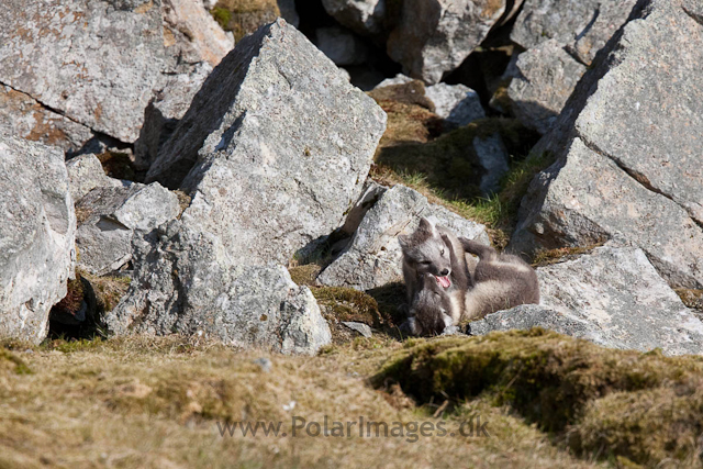 Arctic fox cubs, Ingeborgfjellet 4 August 09_MG_8047