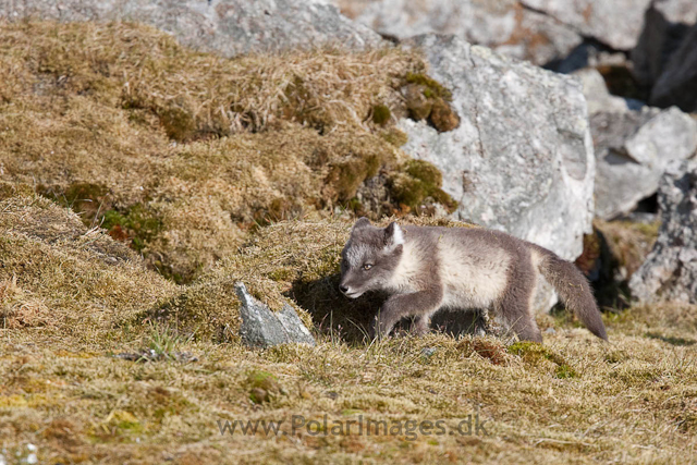 Arctic fox cubs, Ingeborgfjellet 4 August 09_MG_8063