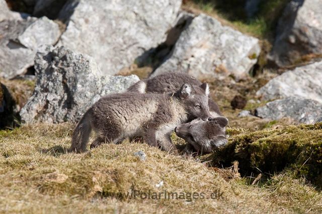 Arctic fox cubs, Ingeborgfjellet 4 August 09_MG_8072