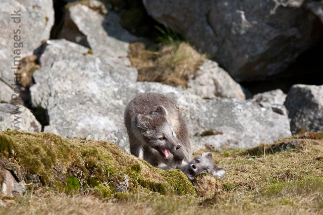 Arctic fox cubs, Ingeborgfjellet 4 August 09_MG_8078