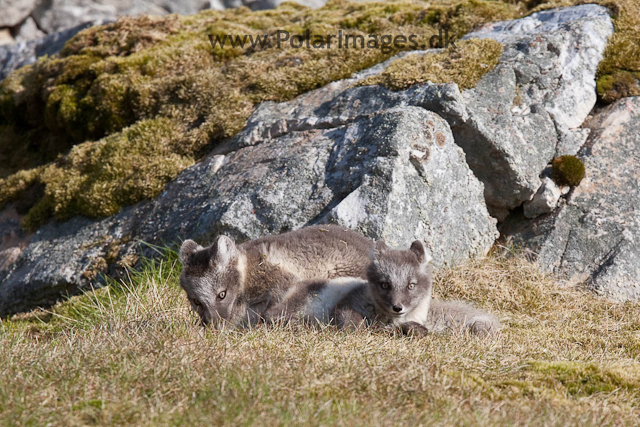 Arctic fox cubs, Ingeborgfjellet 4 August 09_MG_8083