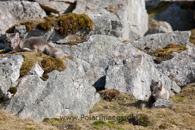 Arctic fox cubs, Ingeborgfjellet 4 August 09_MG_8091