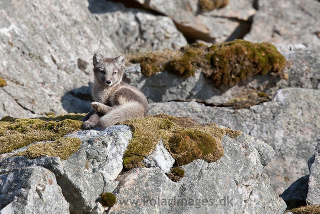 Arctic fox cubs, Ingeborgfjellet 4 August 09_MG_8099