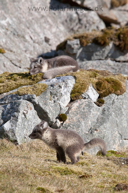 Arctic fox cubs, Ingeborgfjellet 4 August 09_MG_8110