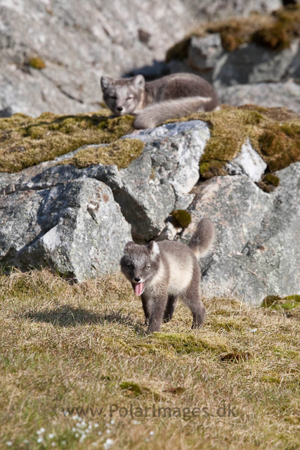 Arctic fox cubs, Ingeborgfjellet 4 August 09_MG_8111