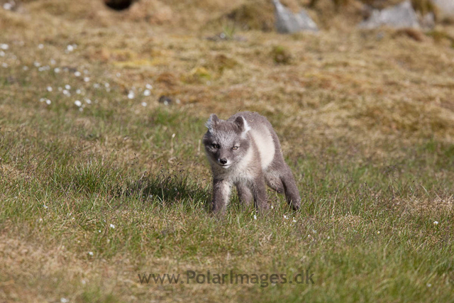 Arctic fox cubs, Ingeborgfjellet 4 August 09_MG_8124