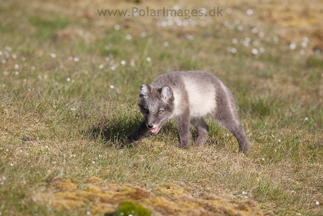 Arctic fox cubs, Ingeborgfjellet 4 August 09_MG_8126