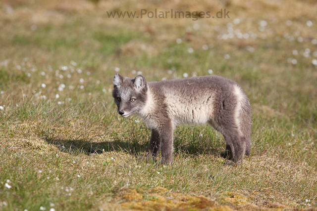 Arctic fox cubs, Ingeborgfjellet 4 August 09_MG_8127
