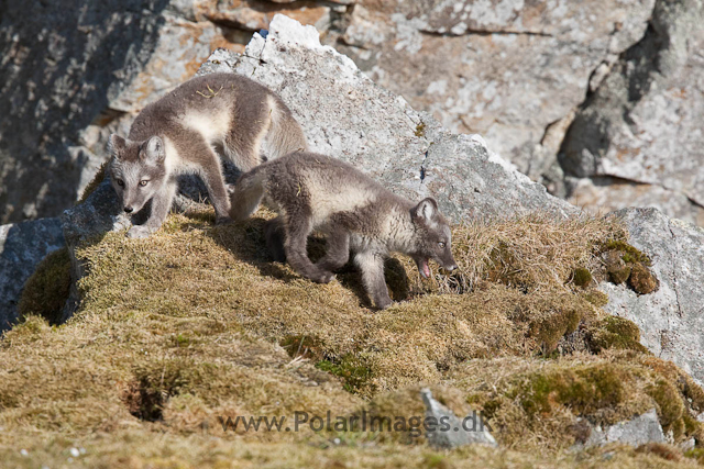 Arctic fox cubs, Ingeborgfjellet 4 August 09_MG_8138
