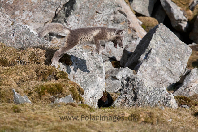 Arctic fox cubs, Ingeborgfjellet 4 August 09_MG_8141