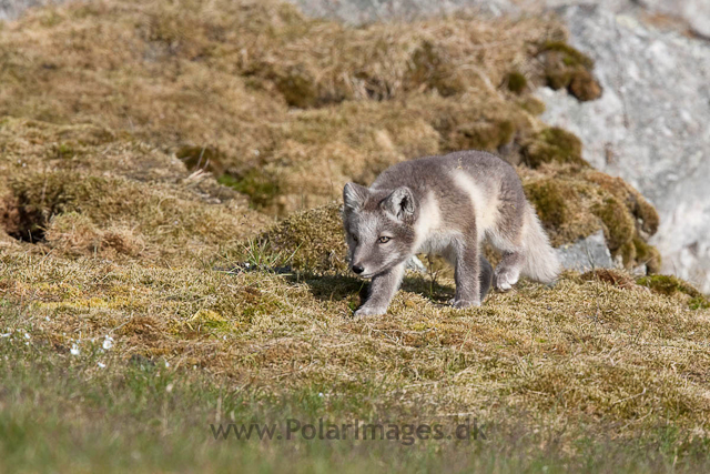 Arctic fox cubs, Ingeborgfjellet 4 August 09_MG_8166