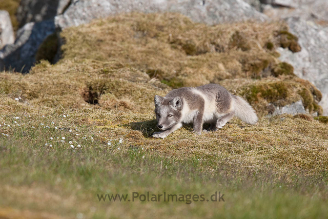 Arctic fox cubs, Ingeborgfjellet 4 August 09_MG_8167