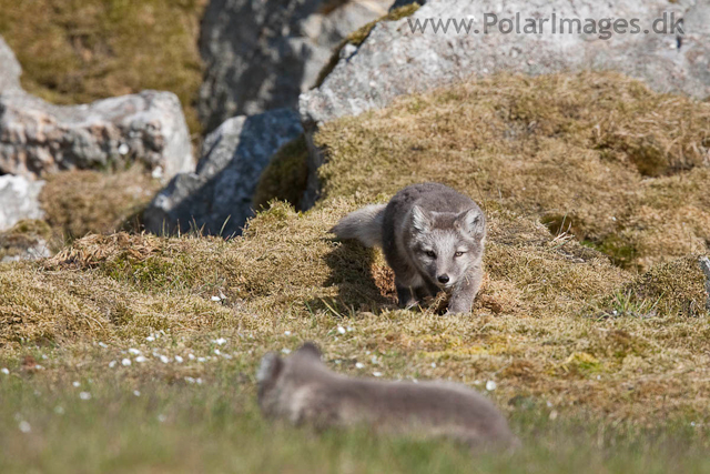 Arctic fox cubs, Ingeborgfjellet 4 August 09_MG_8171