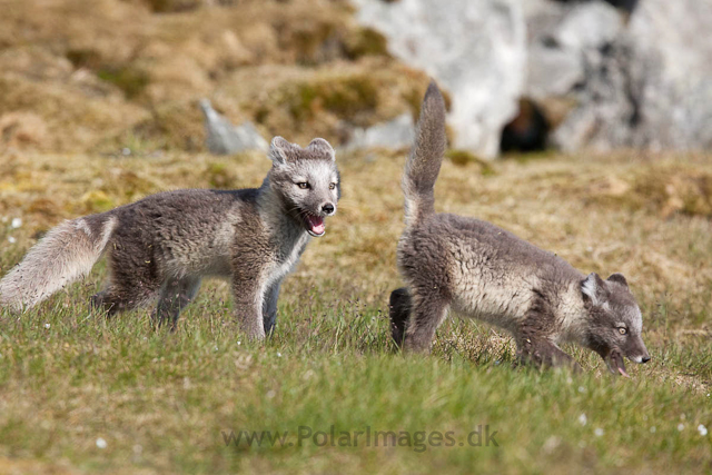 Arctic fox cubs, Ingeborgfjellet 4 August 09_MG_8176