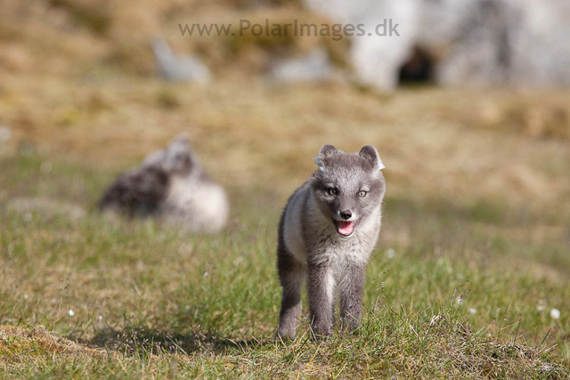 Arctic fox cubs, Ingeborgfjellet 4 August 09_MG_8177
