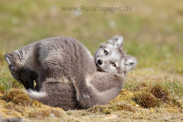 Arctic fox cubs, Ingeborgfjellet 4 August 09_MG_8183