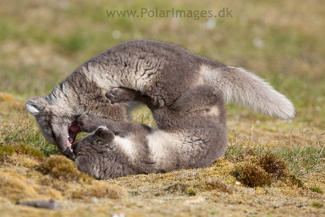 Arctic fox cubs, Ingeborgfjellet 4 August 09_MG_8185