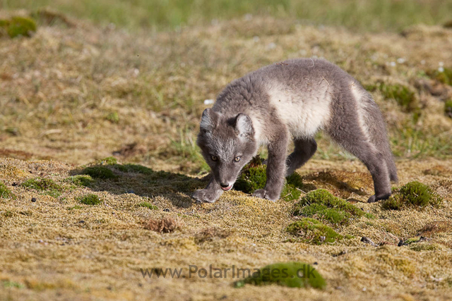 Arctic fox cubs, Ingeborgfjellet 4 August 09_MG_8196