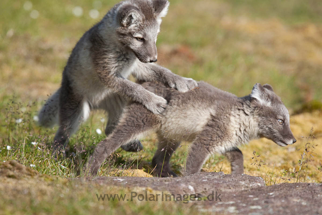 Arctic fox cubs, Ingeborgfjellet 4 August 09_MG_8199
