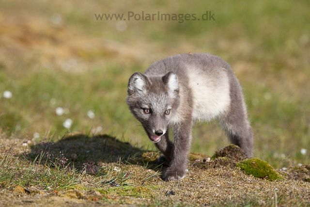 Arctic fox cubs, Ingeborgfjellet 4 August 09_MG_8201