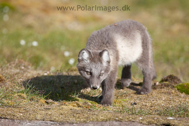 Arctic fox cubs, Ingeborgfjellet 4 August 09_MG_8202
