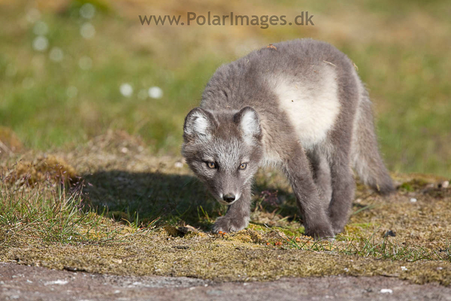 Arctic fox cubs, Ingeborgfjellet 4 August 09_MG_8203