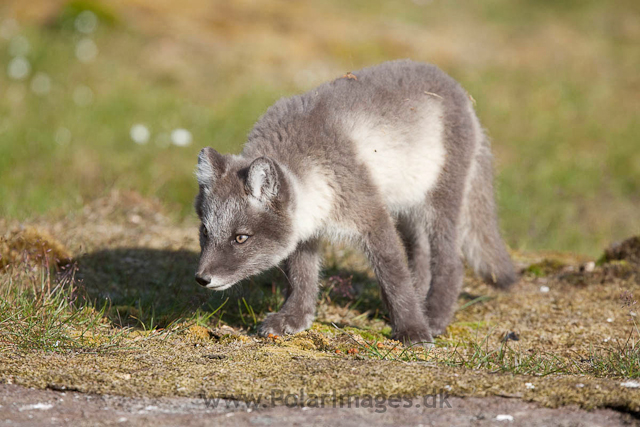 Arctic fox cubs, Ingeborgfjellet 4 August 09_MG_8204