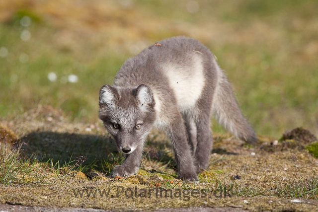 Arctic fox cubs, Ingeborgfjellet 4 August 09_MG_8205
