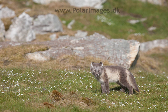 Arctic fox cubs, Ingeborgfjellet 4 August 09_MG_8209