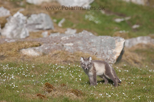 Arctic fox cubs, Ingeborgfjellet 4 August 09_MG_8210