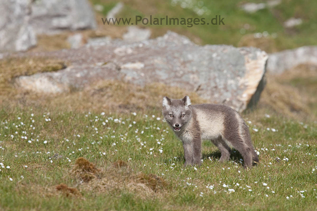Arctic fox cubs, Ingeborgfjellet 4 August 09_MG_8211