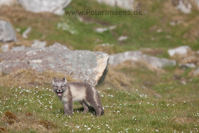 Arctic fox cubs, Ingeborgfjellet 4 August 09_MG_8212