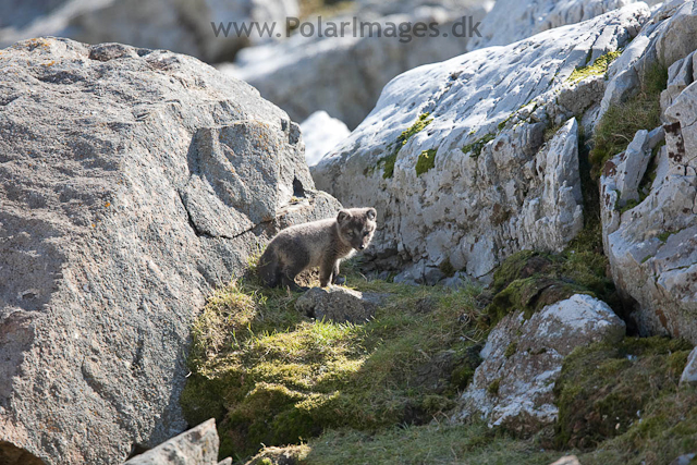 Arctic fox cubs, Ingeborgfjellet 4 July 09_MG_5080