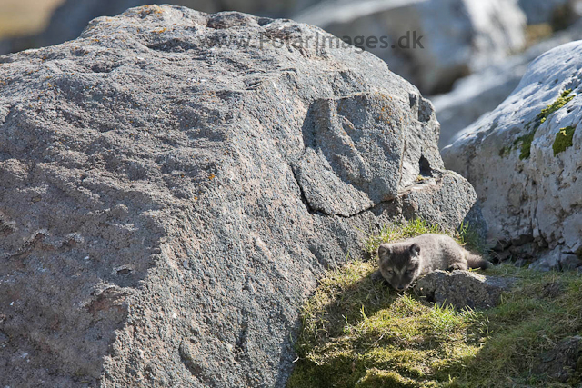 Arctic fox cubs, Ingeborgfjellet 4 July 09_MG_5099
