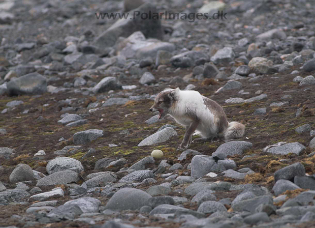 Kvitøya Kræmer Pynten Arctic foxPICT9200