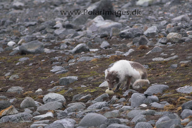 Kvitøya Kræmer Pynten Arctic fox PICT9163