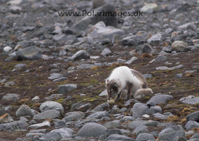 Kvitøya Kræmer Pynten Arctic fox PICT9178