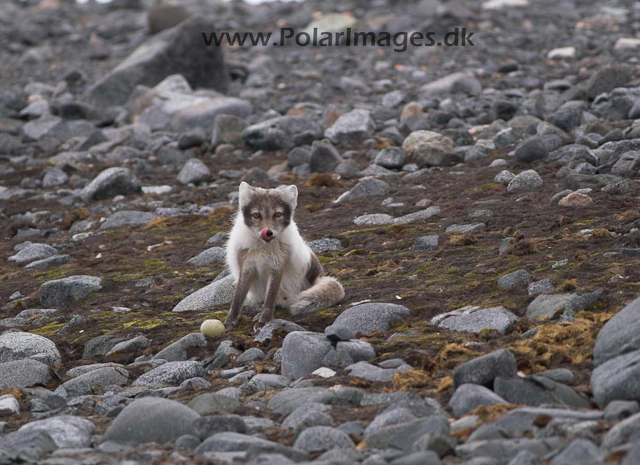 Kvitøya Kræmer Pynten Arctic fox PICT9192