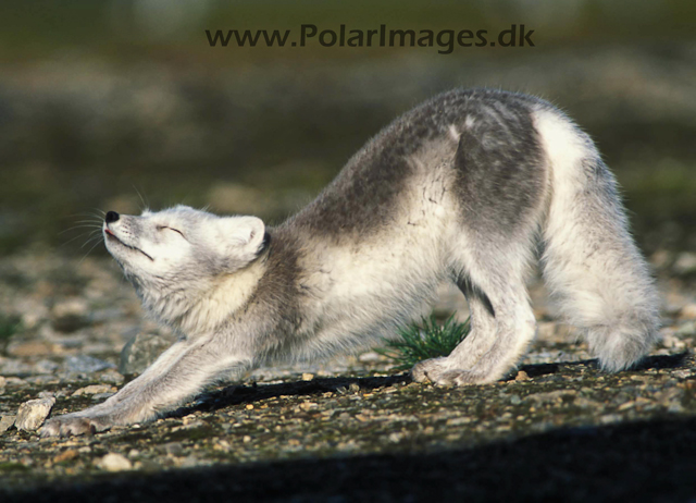 Ny Ålesund Arctic fox 342123-21