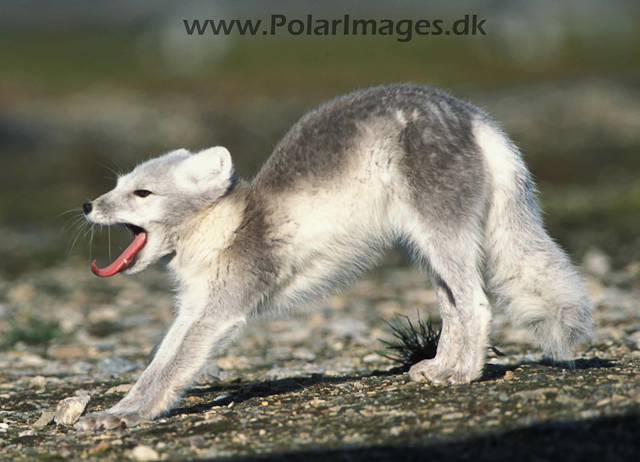 Ny Ålesund Arctic fox 342123-22