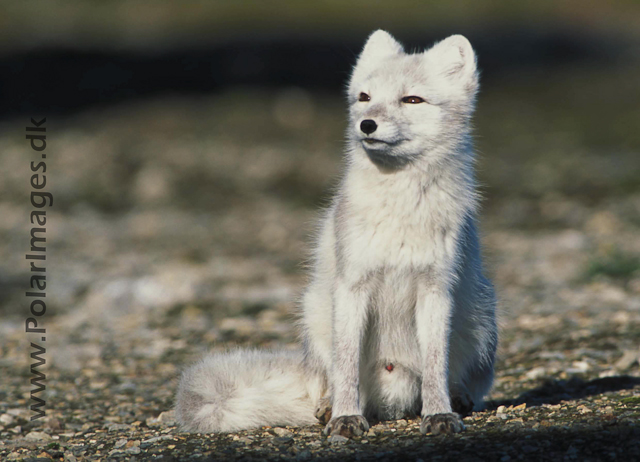 Ny Ålesund Arctic fox 342123-28