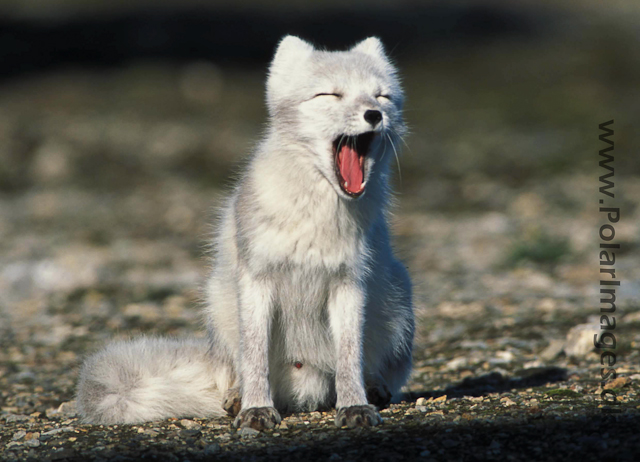 Ny Ålesund Arctic fox 342123-29