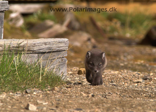 Ny Ålesunde Arctic fox cubsPICT7407