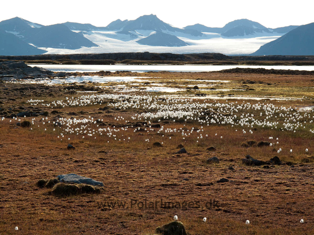 Bohemanneset, Isfjorden IMG_0079