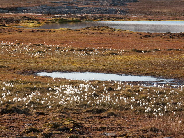 Bohemanneset, Isfjorden IMG_0082