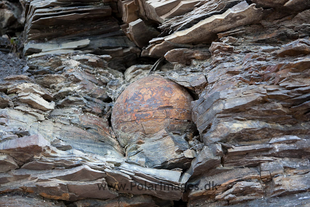 Devil's golfball, Bohemanneset, Isfjorden_MG_5331