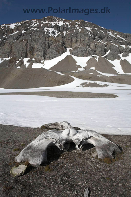 Gåshamna, Hornsund, Svalbard_MG_3718