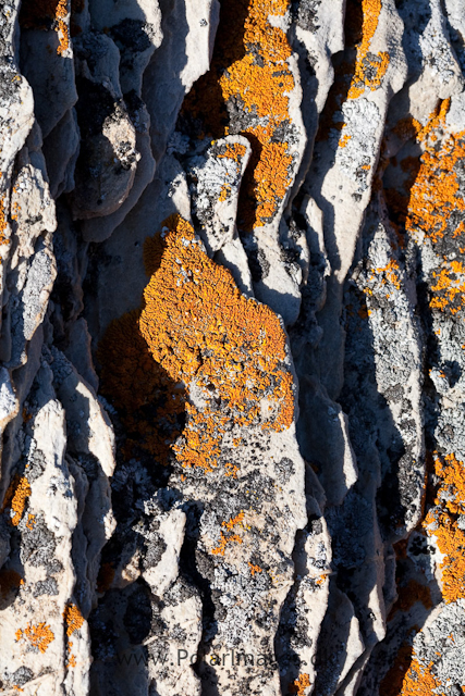 Lichens, Midterhuken, Bellsund_MG_6741