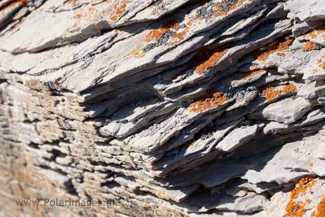 Lichens, Midterhuken, Bellsund_MG_6743